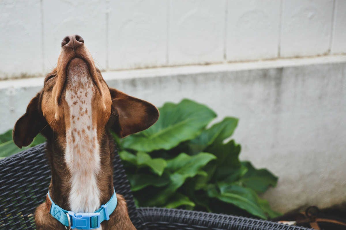 los perros son capaces de oler el tiempo gracias a su gran olfato y su habilidad para recordar hábitos
