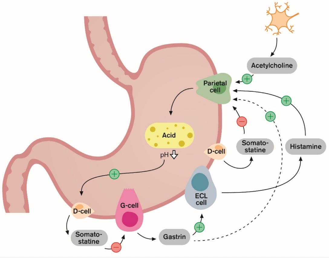 Stomach acid production