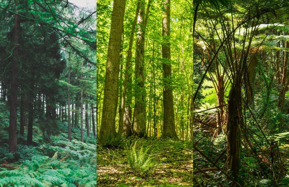 primary forests: boreal, temperate, and tropical