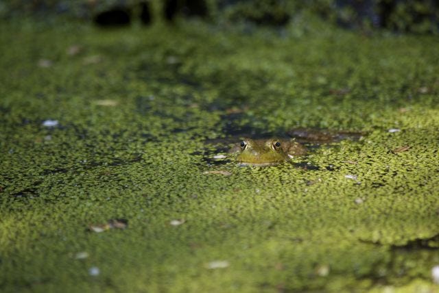 a frog sitting (or floating) in a pond full of duckweed. You can just see his eyes and his little mouth.