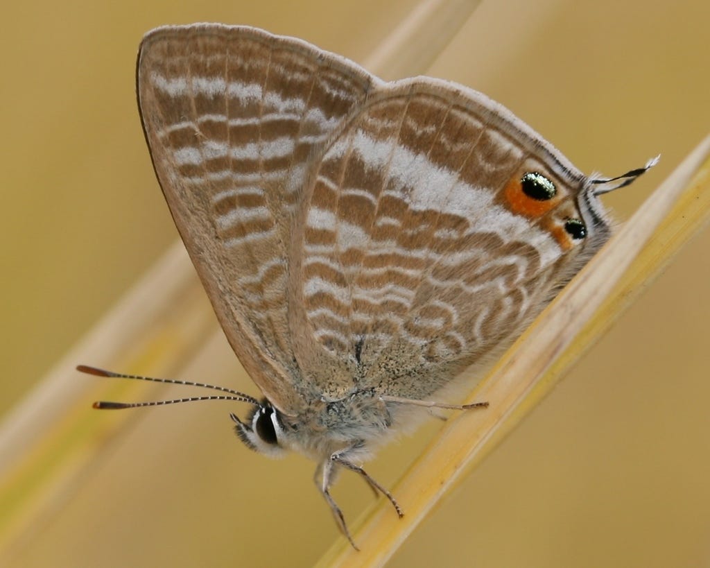 Long-tailed Blue (Butterflies of New Zealand) · iNaturalist