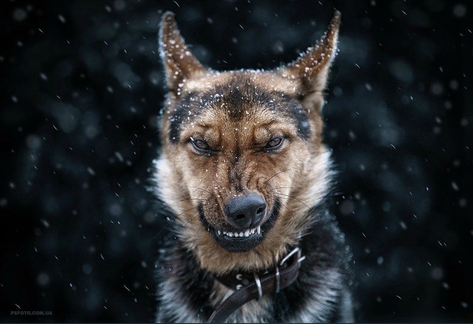 PsBattle: Snowy snarling dog : photoshopbattles