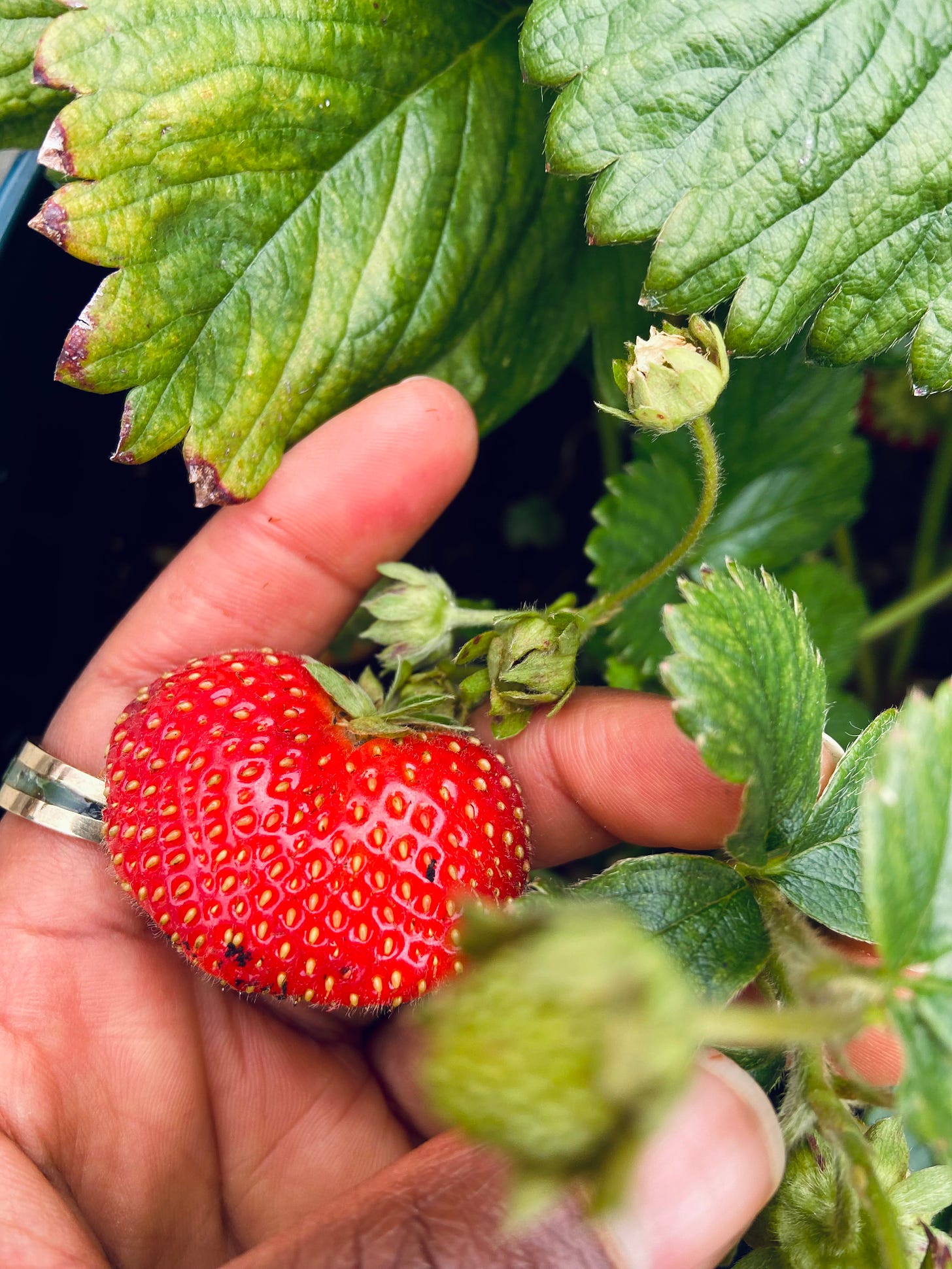 a black hand holding a red strawberry shaped like a heart, surrounded by vibrant green leaves