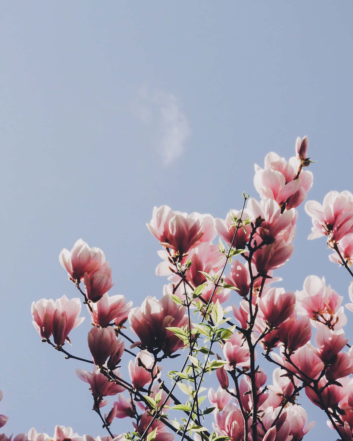 Download High Definition Aesthetic Magnolia Flower Wallpaper |  Wallpapers.com