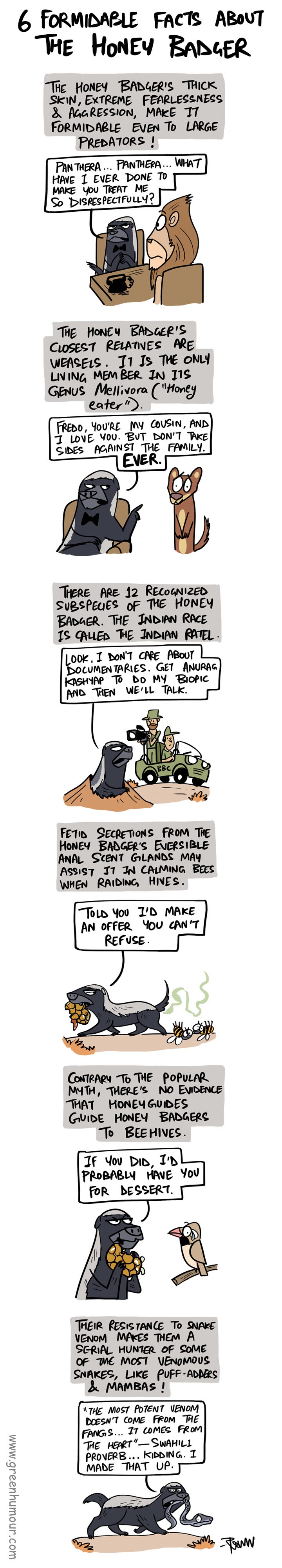 Green Humour: 6 Formidable Facts about the Honey Badger