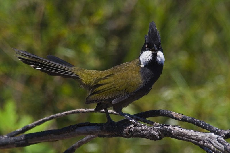 Eastern Whipbird - The Australian Museum