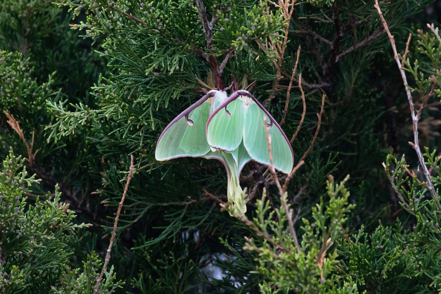 two mint-colored moths, triangle shaped with long tails, white bodies, red legs, and fluffy yellow antennae, holding onto a redcedar, one moth atop the other