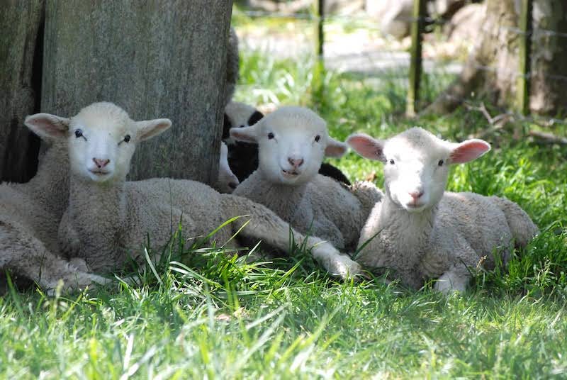 Lambs, Allen Farm, Martha's Vineyard