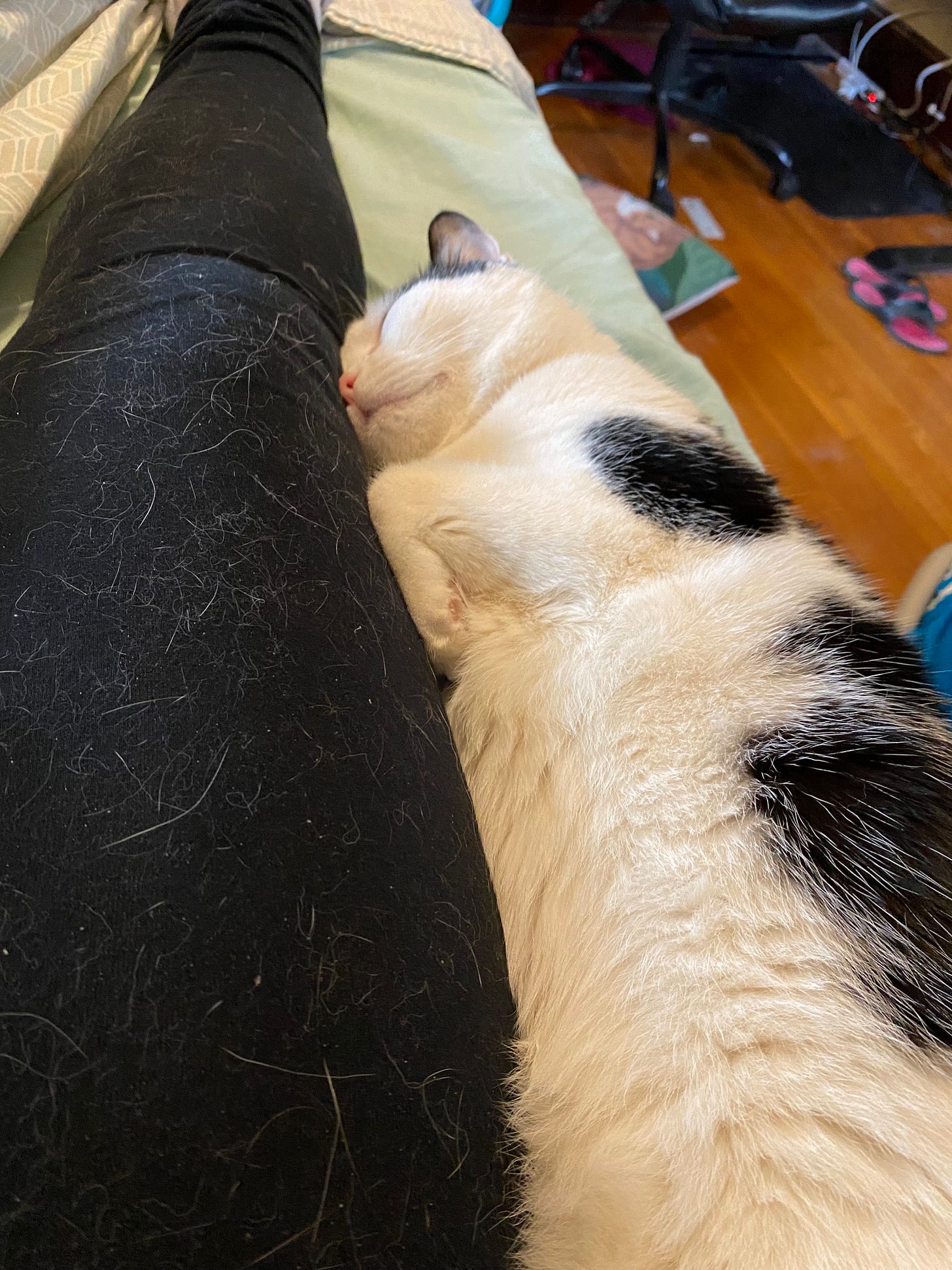 The photographer's leggings are covered in cat hair while the cat in question lays snuggling next to her