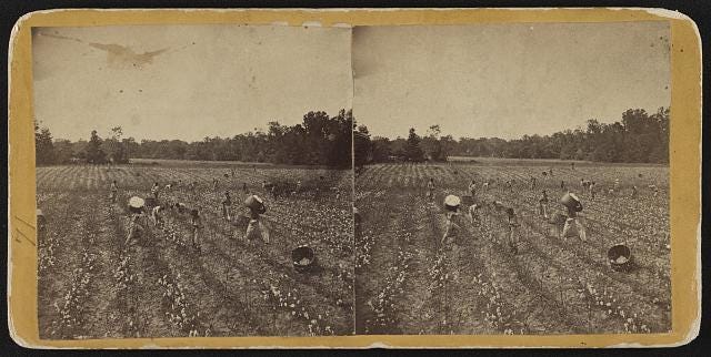 Picking cotton near Montgomery, Alabama