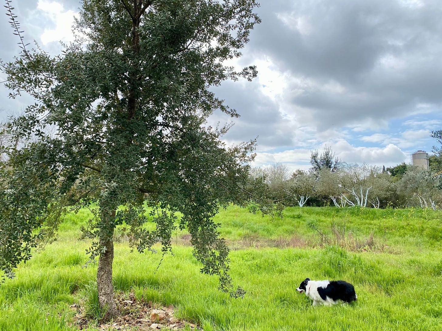 Border collie and an oak tree under a cloudy sky
