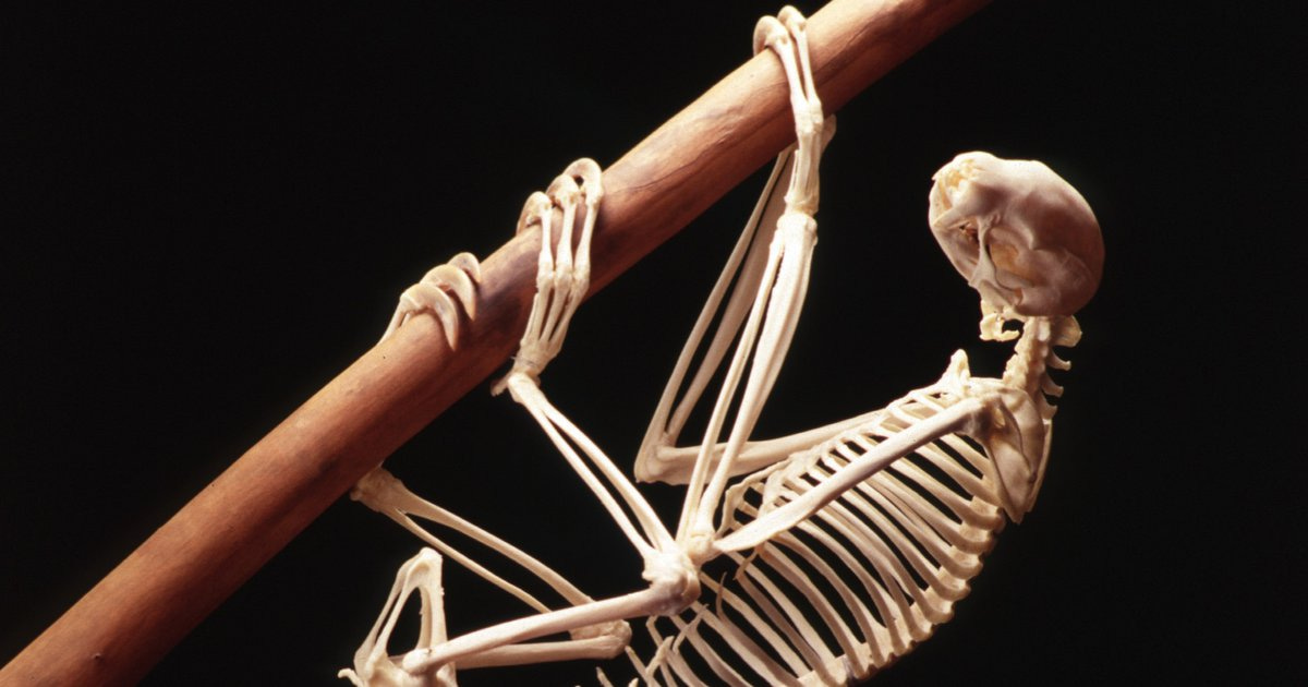 Linnaeus’s two-toed sloth skeleton - The Bruce Museum