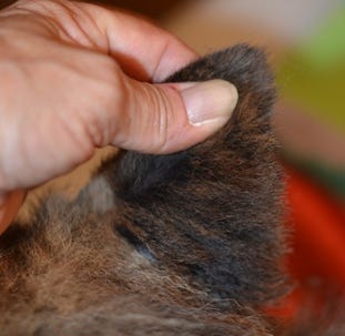 continuing to trim sheltie ear