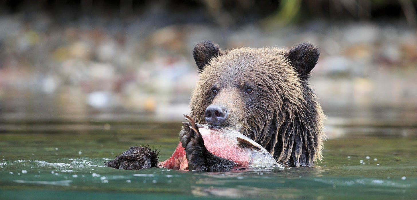 Saving Salmon for the Bears | Hakai Magazine