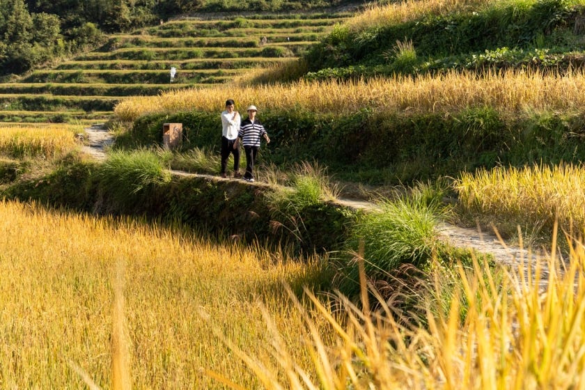 people walking in a rice paddy