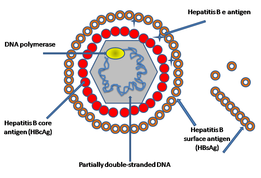 hepatitis b virus v2