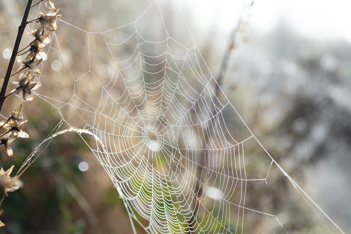 dew on the spiderwebs