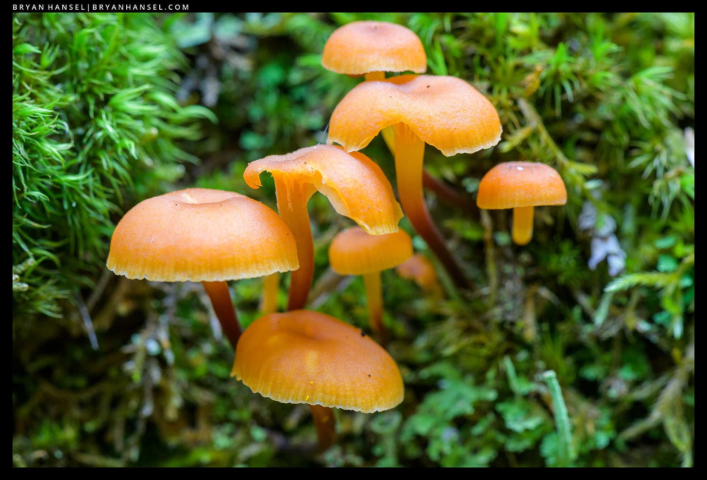 a group of seven orange mushrooms on green moss