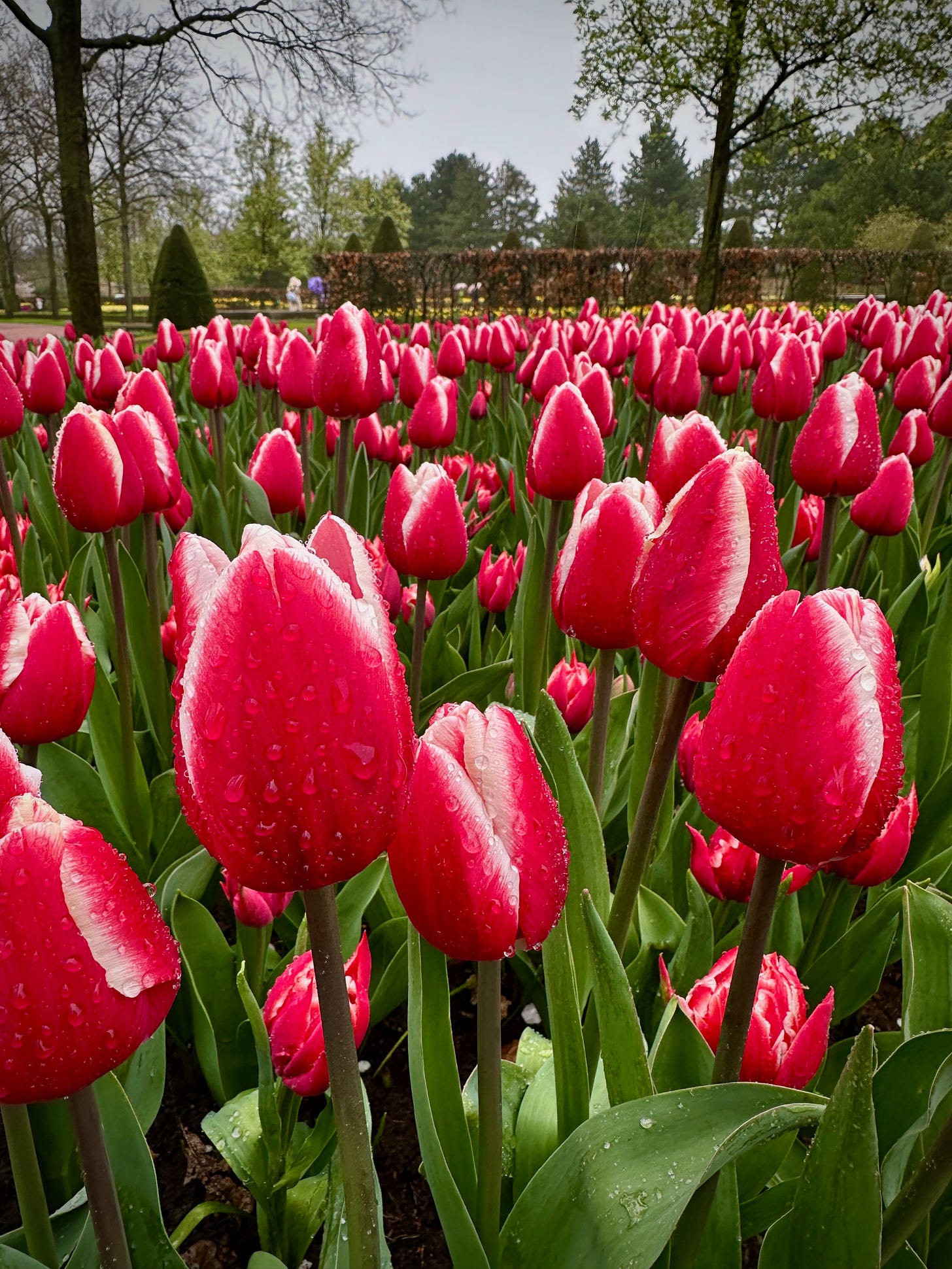 Holland’s famous Keukenhof gardens