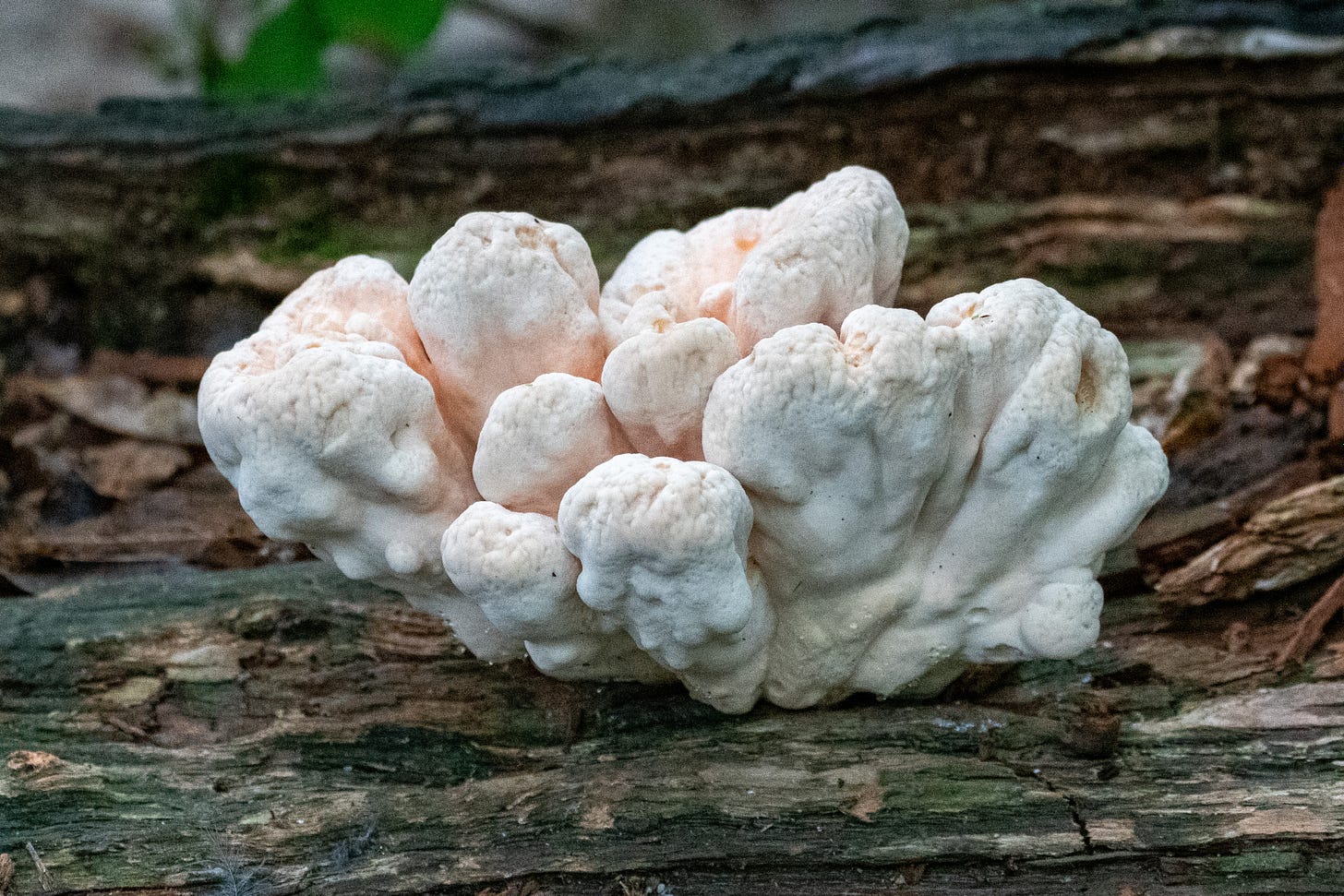 A luminous, cream-colored, globular bracket fungus, sprouting from a rotting log
