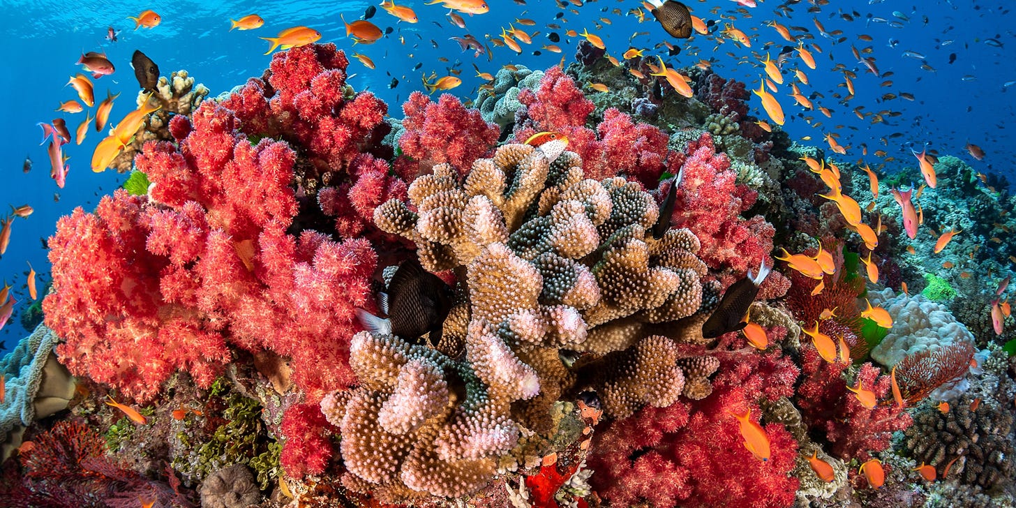 The world's coral reefs are dying—here's how scientists plan to save them