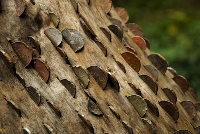 Coins mysteriously appear in tree trunks up and down the country - The  Archaeology and Metal Detecting Magazine