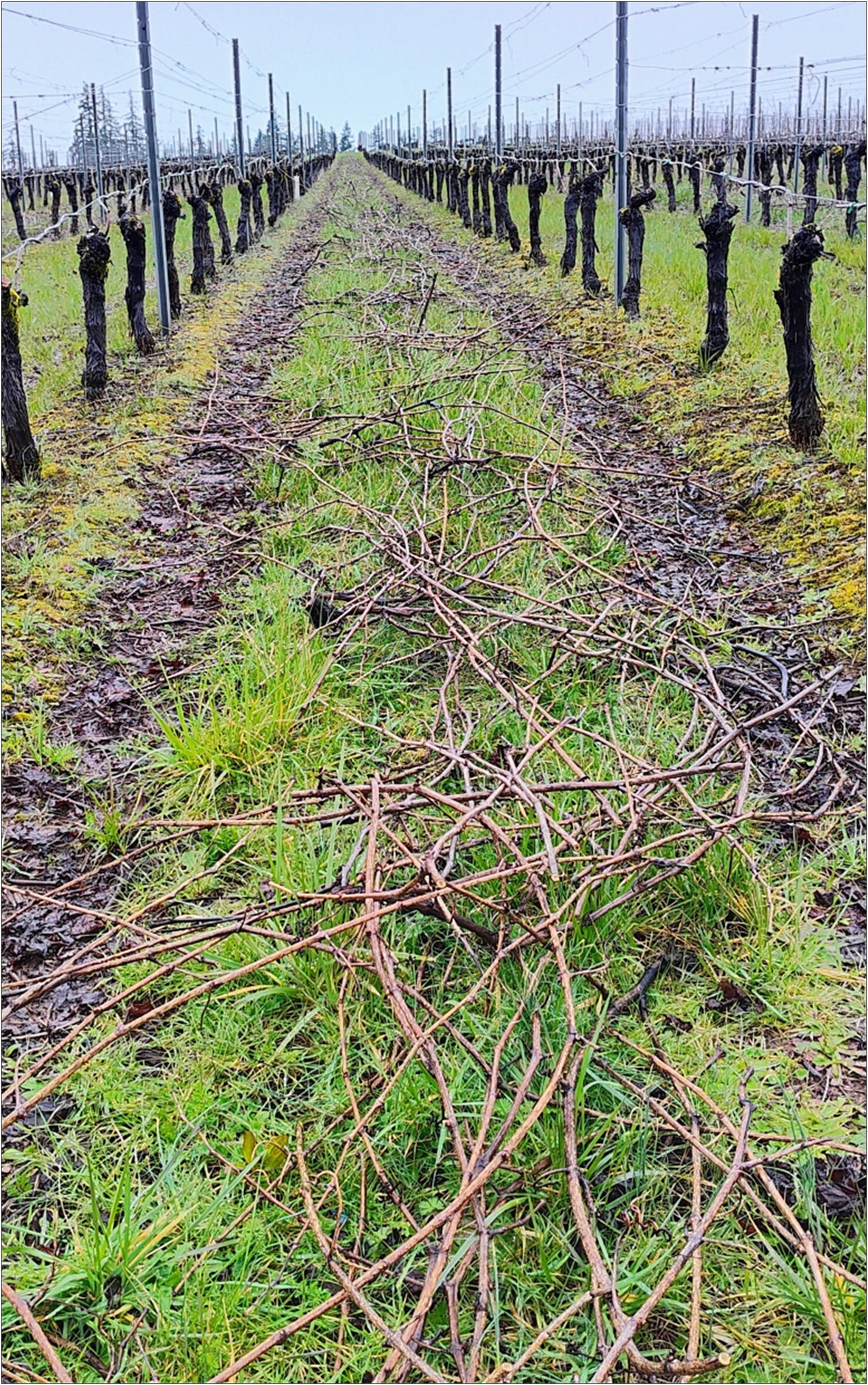 Spent 2023 canes ready to become food for Willamette Valley Vintage 2024.