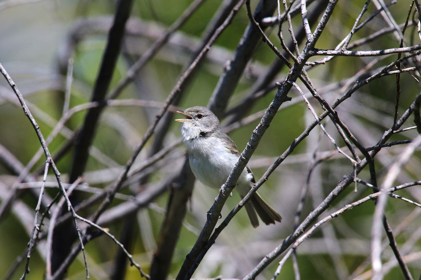 Image of the least Bell's vireo