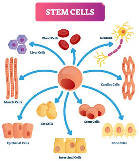 stem cells 