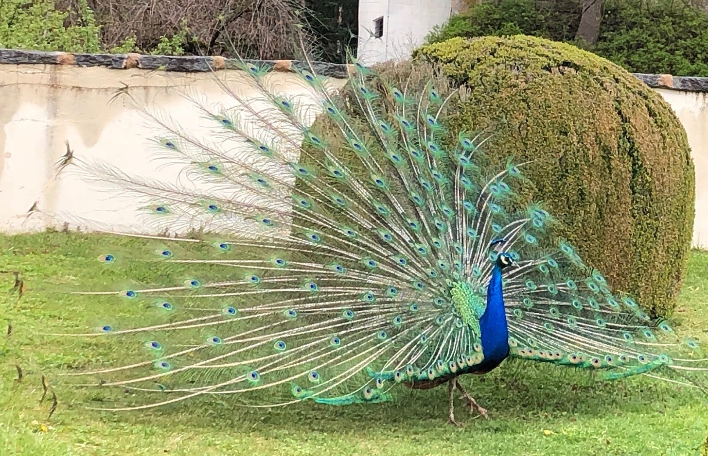 Peacock with tail spread out, in front of a bush and a wall on a lawn.