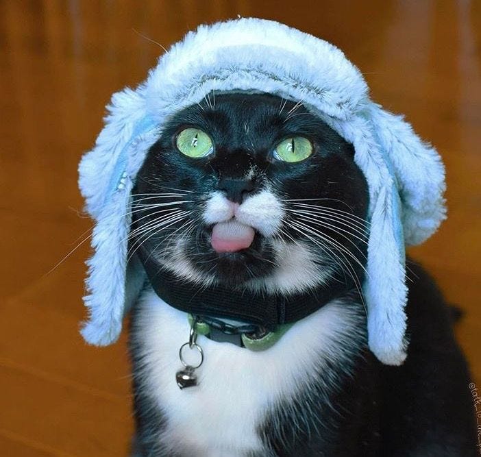 455 best =^..^= Cats with funny hats images on Pinterest | Funny hats ...