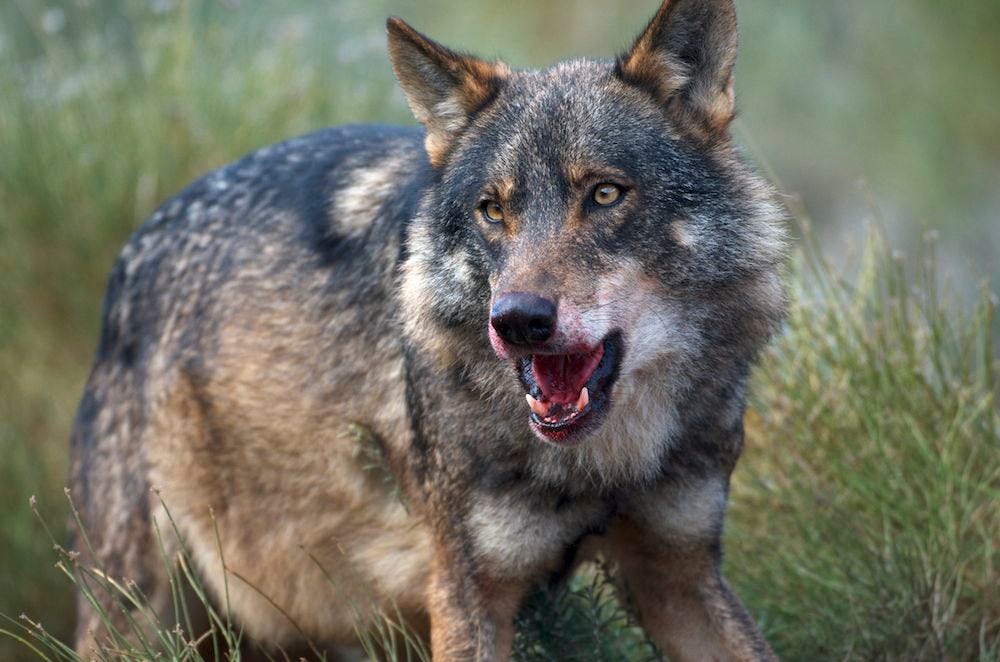 File:Iberian Wolf.jpg - Wikimedia Commons