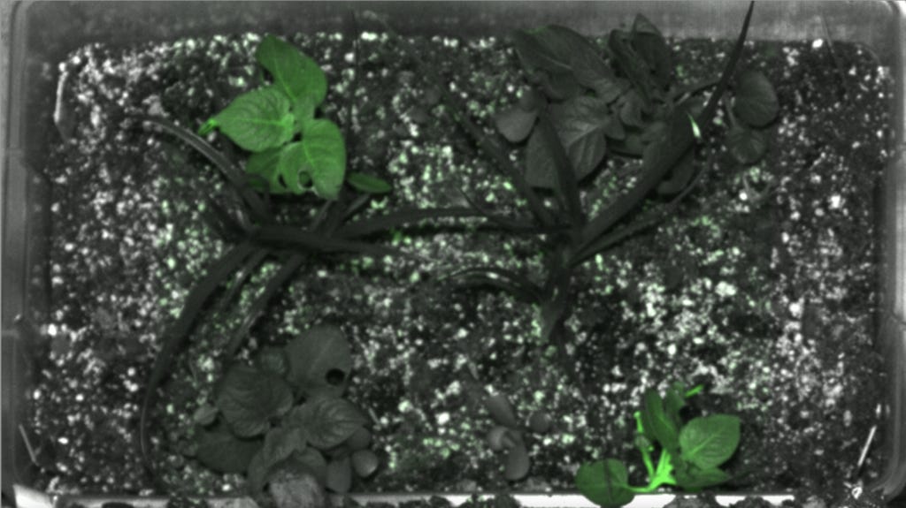 Four plants grow in a lab, two showing normal coloration while two produce a green glow that indicates the presence of gamma radiation.