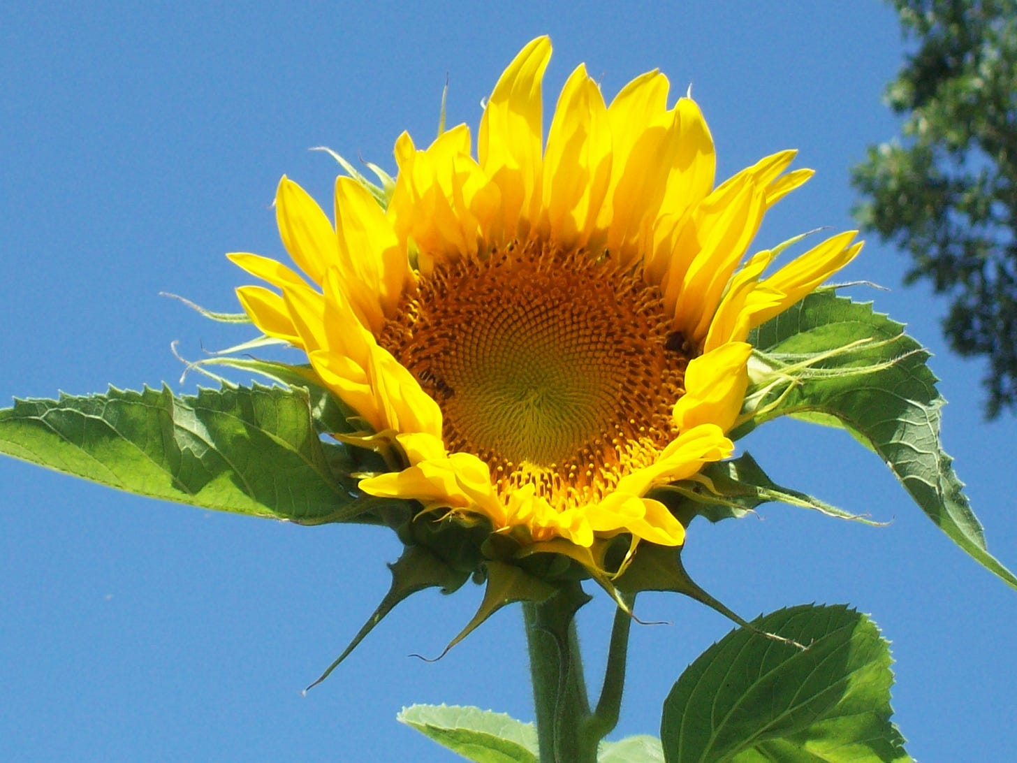 a sunflower, partially opened, with two green leaves and an expanse of blue sky