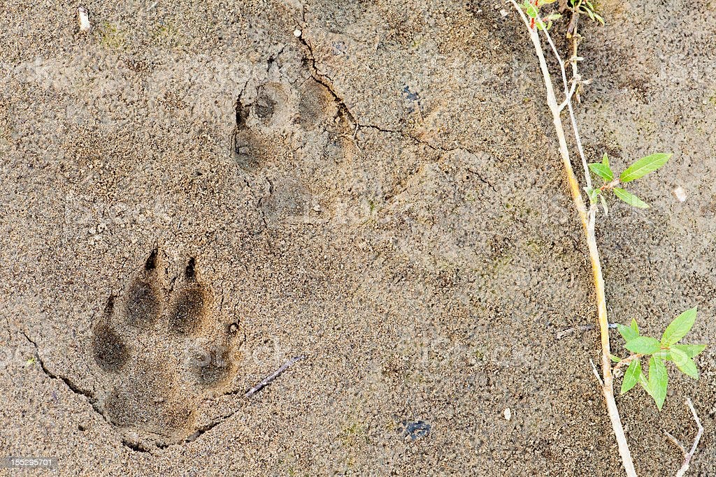 Wolf foot prints in soft mud and willow leaves Wolf, Canis lupus, paw foot prints track in soft mud and green willow leaves Coyote Stock Photo