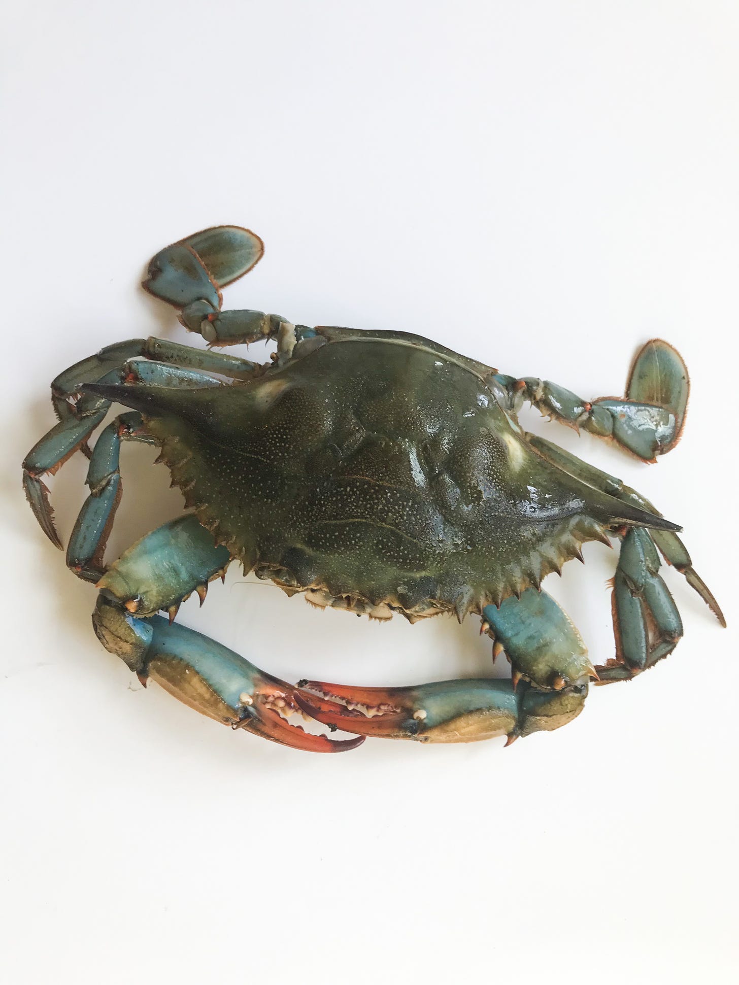 Photo of the actual blue crab