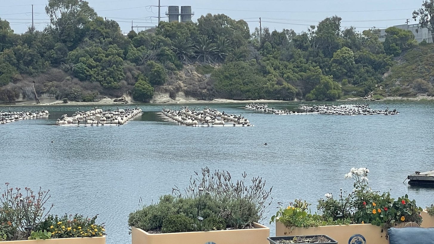 The Carlsbad Aquafarm shuttered commercial operations and will focus on shoreline restoration projects. Steve Puterski photo