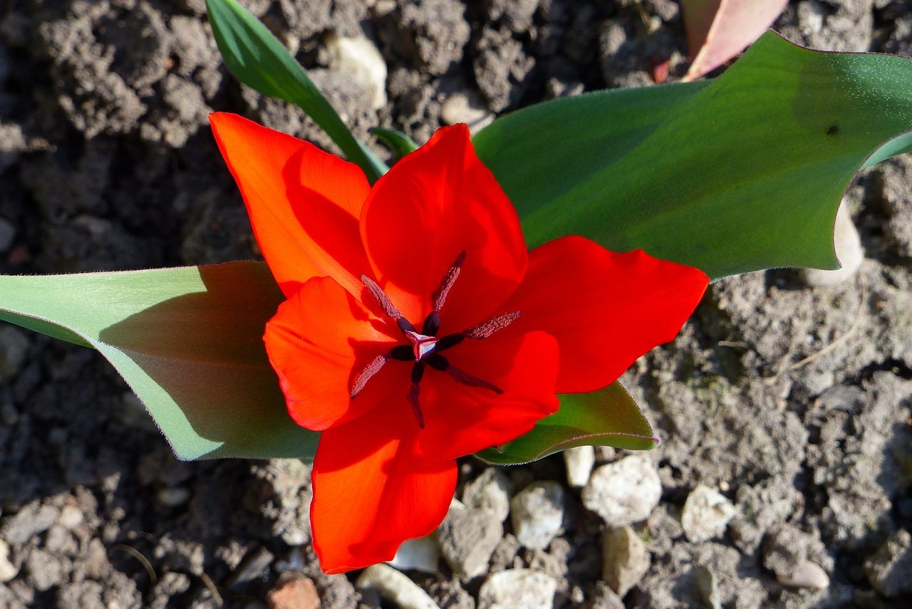 Red flower in the shape of a triangle with green leaves shooting sideways against a backdrop of grey earth