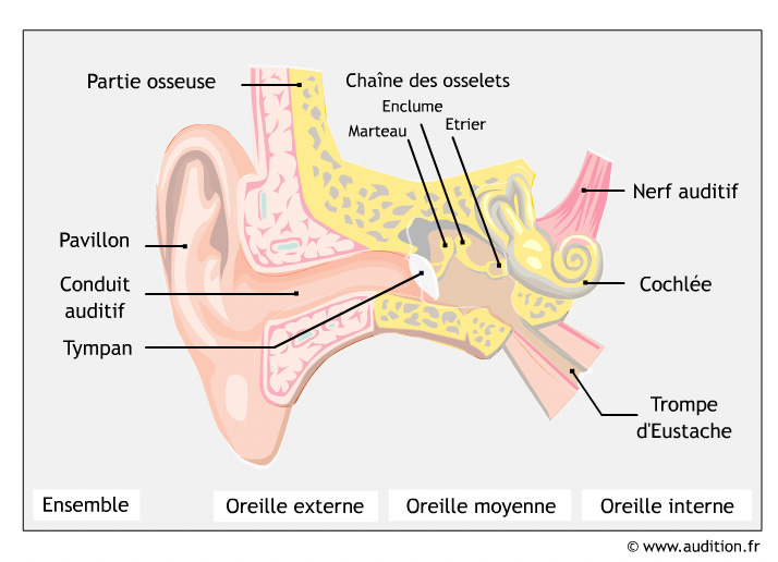 coupe scientifique de l'oreille