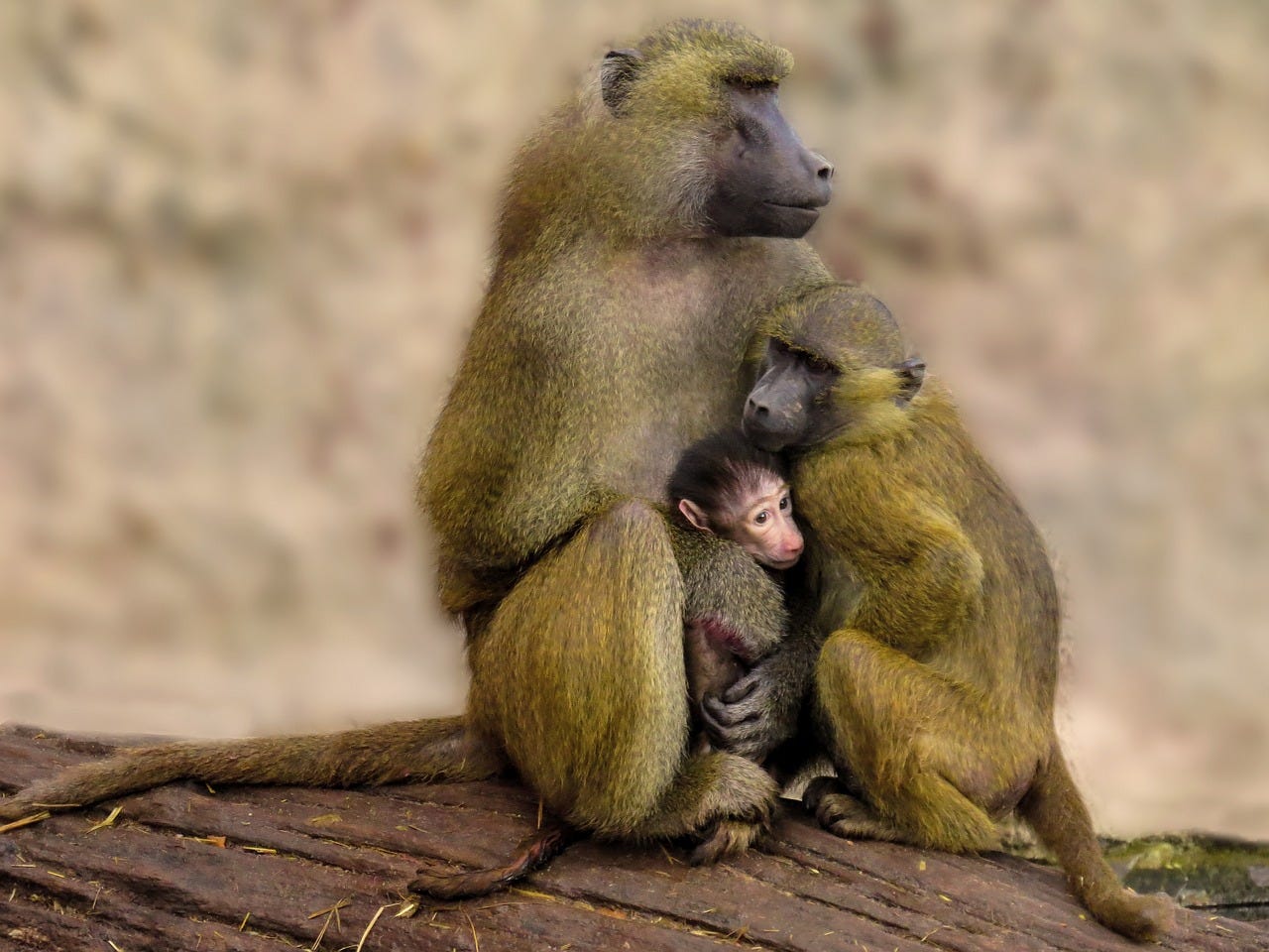 A larger, adult baboon sits on a log and holds a young baboon to its abdomen. A smaller baboon supports the young baboon and helps hold it while leaning on the chest of the larger baboon.