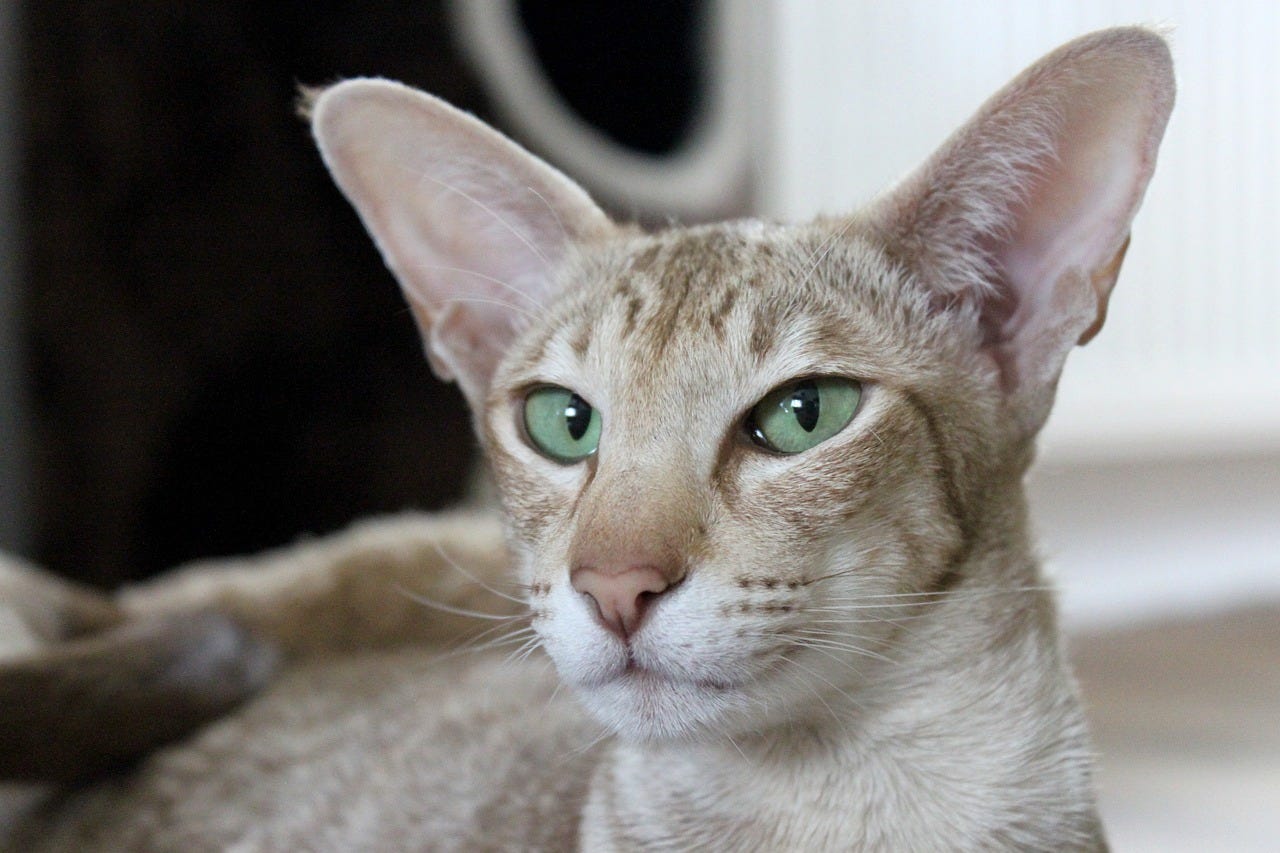Brown cat with green eyes and giant ears