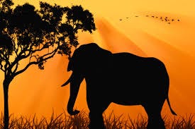 Image result for elephants obey the master Image result for elephants obey the master
