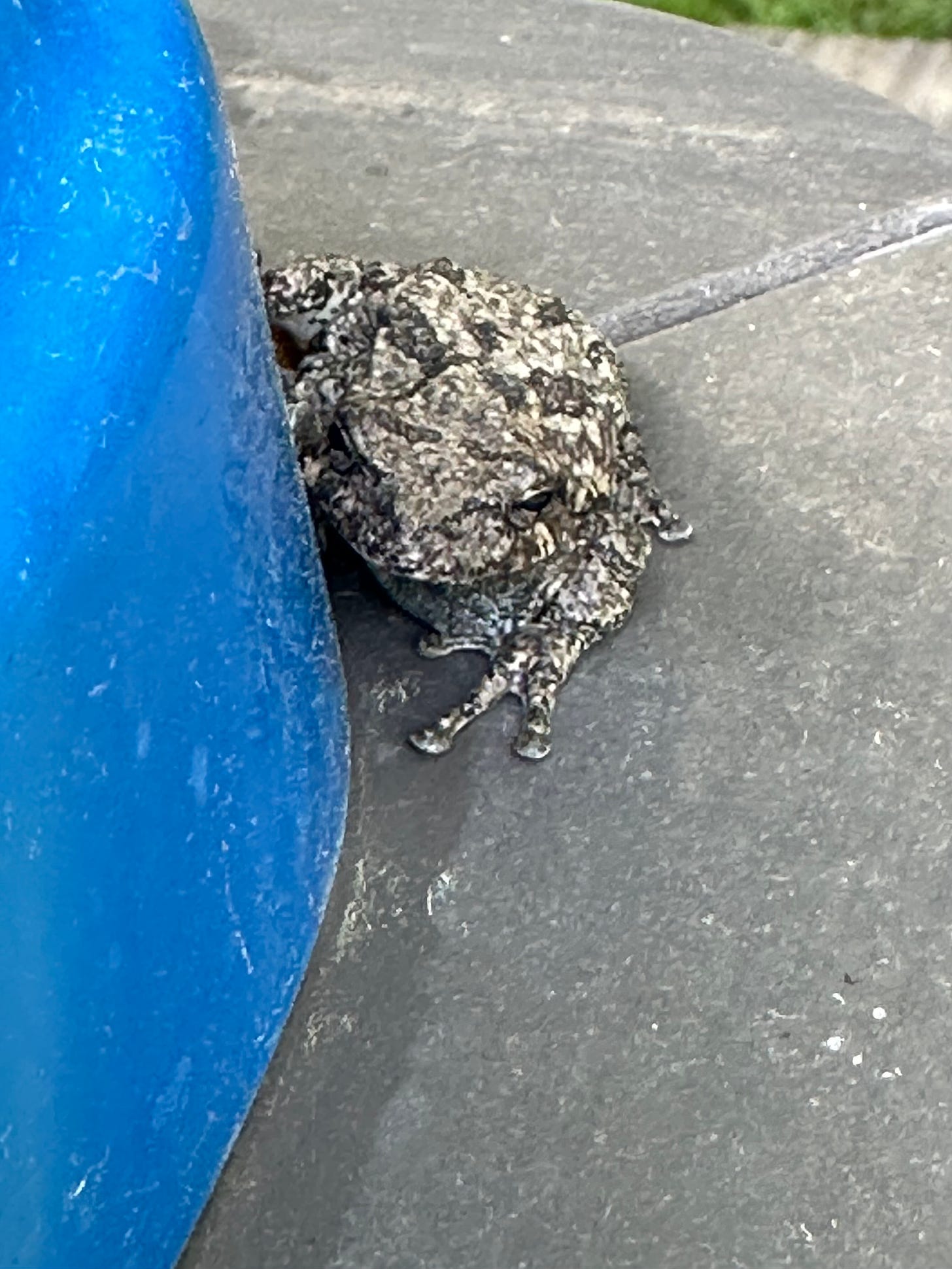 A toad blends in with concrete.