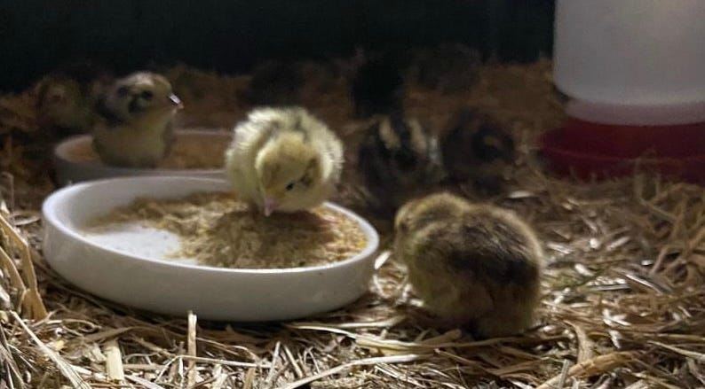 quail chicks on hat surrounding a small white feed tray