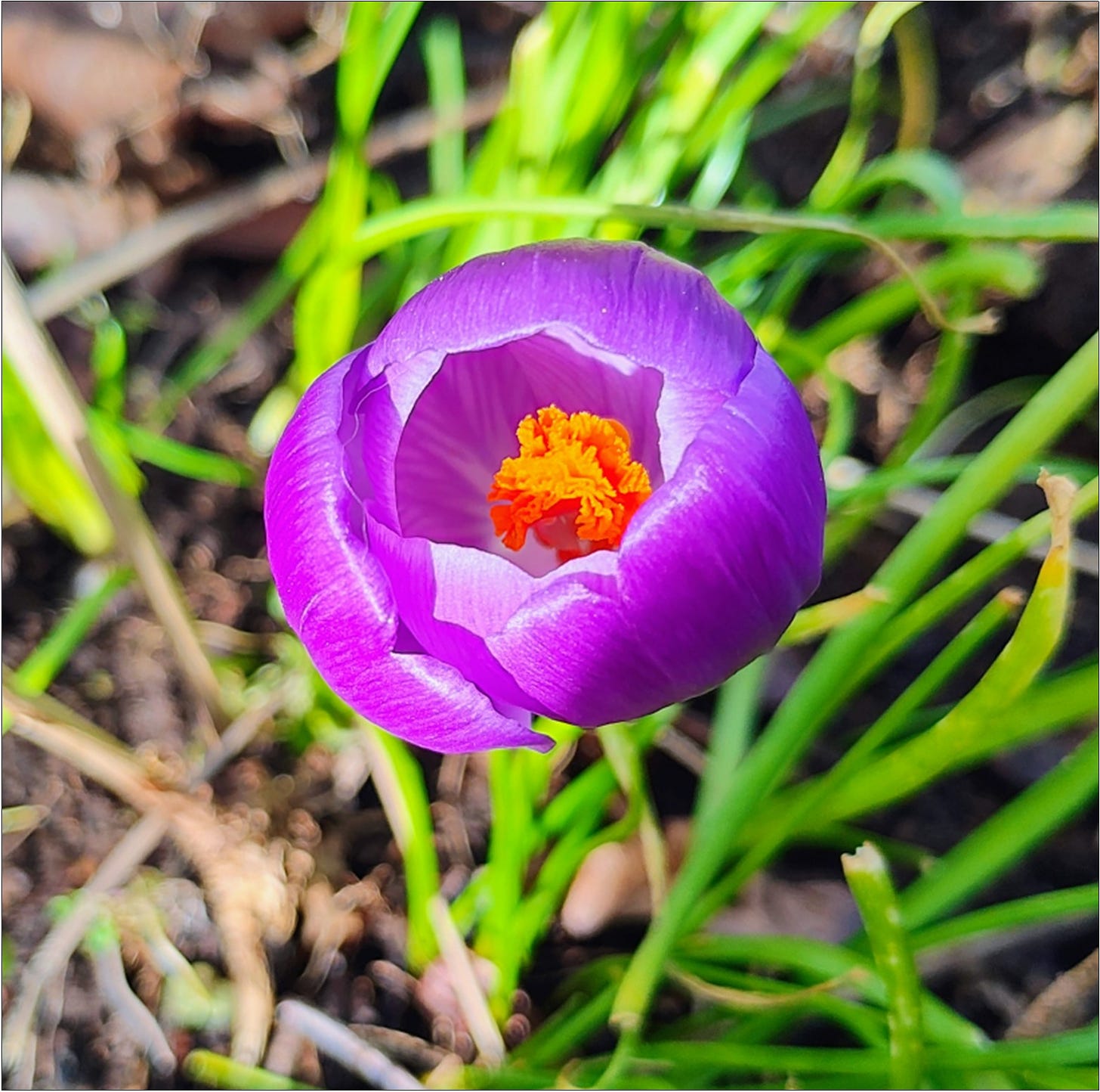 Wild Purple Crocus, a spring teaser in Willamette Valley wine country.