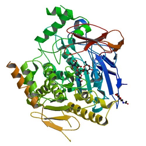 Acetylcholinesterase - Wikipedia
