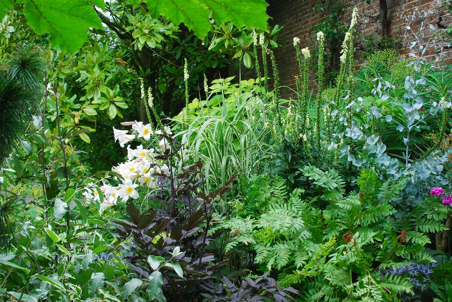 A vibrant shade combination of lilies, Actaea, ferns, grasses, foxgloves and Eucalyptus at Great Dixter.