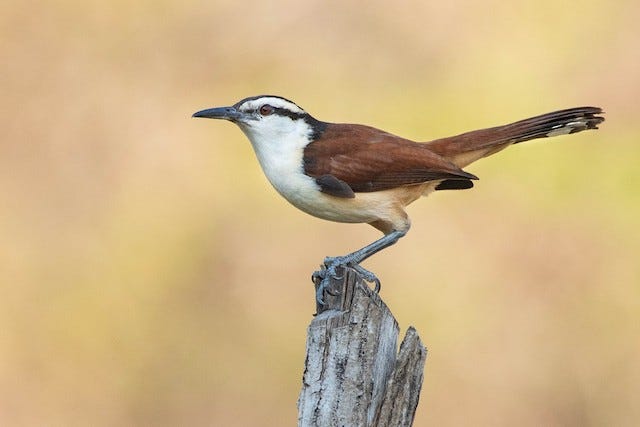 Giant Wren - eBird