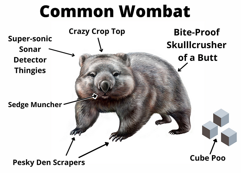 Wombat picture showing square poo and sedge muncher, Time2Thrive.ca