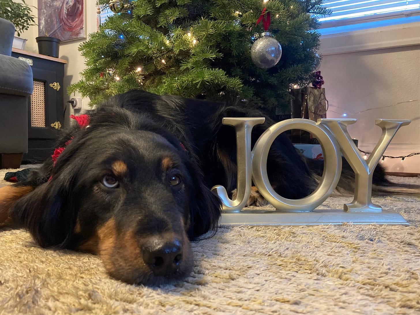 Black and brown down lying in front of a Christmas tree beside a gold sign that says joy